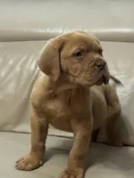 Tim, a male Dogue de Bordeaux for sale in Tulsa, OK – Photo 3 of 9