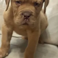 Tim, a male Dogue de Bordeaux for sale in Tulsa, OK – Photo 5 of 8