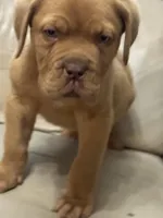 Tim, a male Dogue de Bordeaux for sale in Tulsa, OK – Photo 5 of 9