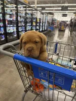 Tim, a male Dogue de Bordeaux for sale in Tulsa, OK – Photo 9 of 9