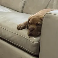 Tim, a male Dogue de Bordeaux for sale in Tulsa, OK – Photo 1 of 8