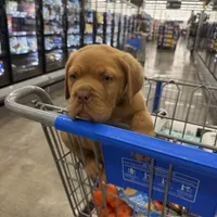 Tim, a male Dogue de Bordeaux for sale in Tulsa, OK – Photo 8 of 8