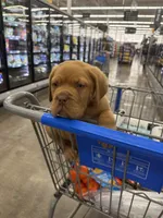 Tim, a male Dogue de Bordeaux for sale in Tulsa, OK – Photo 8 of 9