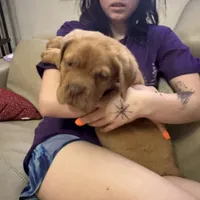 Tim, a male Dogue de Bordeaux for sale in Tulsa, OK – Photo 6 of 8