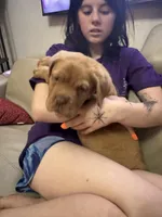 Tim, a male Dogue de Bordeaux for sale in Tulsa, OK – Photo 6 of 9