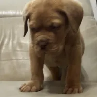 Tim, a male Dogue de Bordeaux for sale in Tulsa, OK – Photo 2 of 8