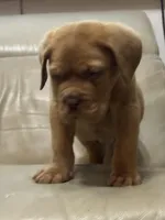 Tim, a male Dogue de Bordeaux for sale in Tulsa, OK – Photo 2 of 9