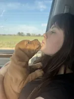 Nick , a male Dogue de Bordeaux for sale in Tulsa, OK – 1 of 5