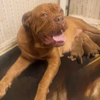 Jason (free shipping in US), a male Dogue de Bordeaux for sale in Tulsa, OK – Photo 2 of 4