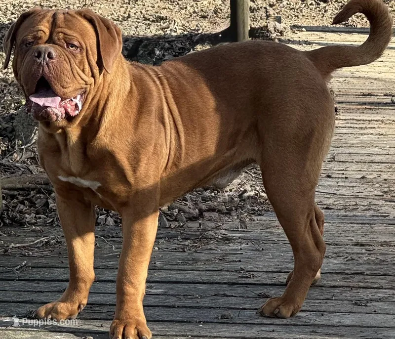 Jason (free shipping in US)