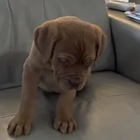 Jason (free shipping in US), a male Dogue de Bordeaux for sale in Tulsa, OK – Photo 4 of 4