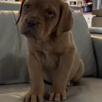 Jason (free shipping in US), a male Dogue de Bordeaux for sale in Tulsa, OK – Photo 3 of 4