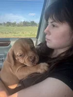 Nick , a male Dogue de Bordeaux for sale in Tulsa, OK – 4 of 5