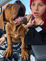 Biggy, a male Dogue de Bordeaux for sale in Tulsa, OK – 6 of 7