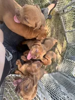 Nick , a male Dogue de Bordeaux for sale in Tulsa, OK – 5 of 5
