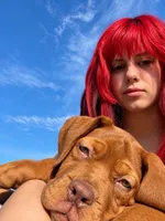 Biggy, a male Dogue de Bordeaux for sale in Tulsa, OK – 3 of 7