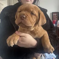 sarah(free shipping) , a female Dogue de Bordeaux for sale in Tulsa, OK – Photo 4 of 7