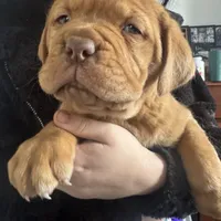 sarah(free shipping) , a female Dogue de Bordeaux for sale in Tulsa, OK – Photo 3 of 7