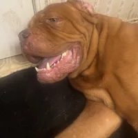 sarah(free shipping) , a female Dogue de Bordeaux for sale in Tulsa, OK – Photo 7 of 7