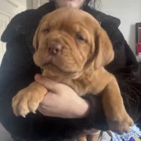 sarah(free shipping) , a female Dogue de Bordeaux for sale in Tulsa, OK – Photo 1 of 7