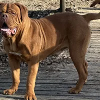 sarah(free shipping) , a female Dogue de Bordeaux for sale in Tulsa, OK – Photo 6 of 7