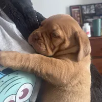 sarah(free shipping) , a female Dogue de Bordeaux for sale in Tulsa, OK – Photo 2 of 7