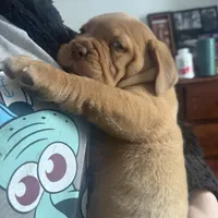 sarah(free shipping) , a female Dogue de Bordeaux for sale in Tulsa, OK – Photo 5 of 7