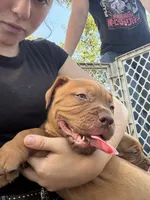 Magnus , a male Dogue de Bordeaux for sale in Tulsa, OK – 5 of 5