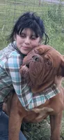 Magnus , a male Dogue de Bordeaux for sale in Tulsa, OK – 3 of 5