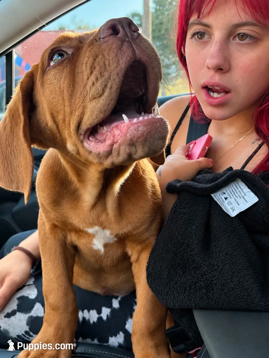 Biggy, a male Dogue de Bordeaux for sale in Tulsa, OK – 1 of 7