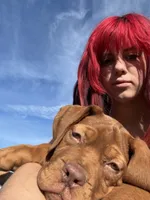 Biggy, a male Dogue de Bordeaux for sale in Tulsa, OK – 2 of 7