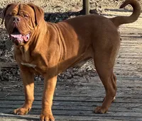 Biggy, a male Dogue de Bordeaux for sale in Tulsa, OK – 4 of 7