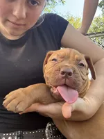 Magnus , a male Dogue de Bordeaux for sale in Tulsa, OK – 4 of 5