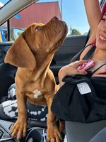 Biggy, a male Dogue de Bordeaux for sale in Tulsa, OK – 5 of 7