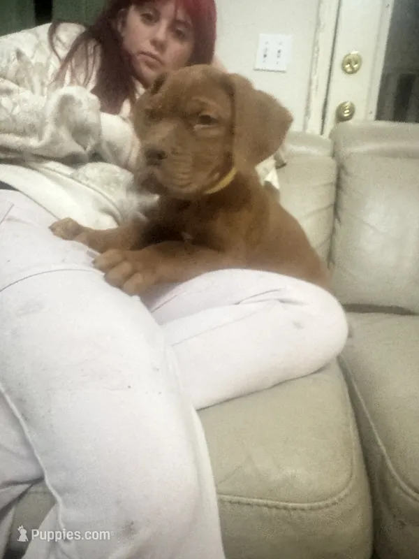 Mac, a male Dogue de Bordeaux for sale in Tulsa, OK – 1 of 2