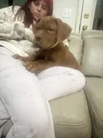 Mac, a male Dogue de Bordeaux for sale in Tulsa, OK – 1 of 2