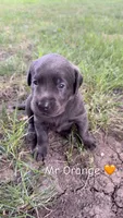 Mr Orange , a male Labrador Retriever for sale in Sheldon, IA – 2 of 2