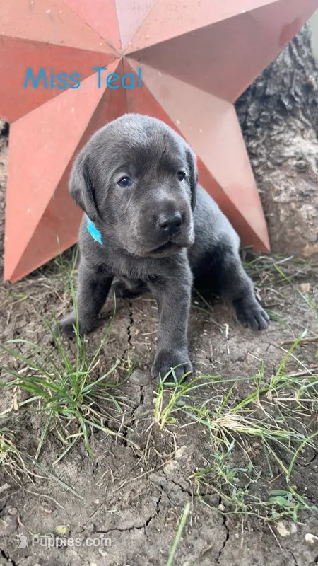 Miss Teal – Labrador Retriever puppy for sale in Sheldon, IA