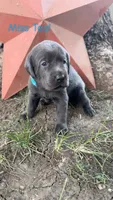 Miss Teal, a female Labrador Retriever for sale in Sheldon, IA – 1 of 2