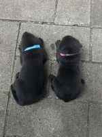 Miss Teal, a female Labrador Retriever for sale in Sheldon, IA – 2 of 2