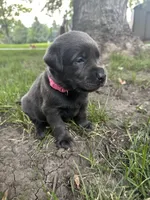 Miss Pink , a female Labrador Retriever for sale in Sheldon, IA – 3 of 3