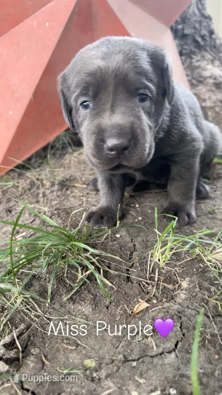 Miss Purple  – Labrador Retriever puppy for sale in Sheldon, IA