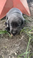 Mr Green, a male Labrador Retriever for sale in Sheldon, IA – 5 of 5