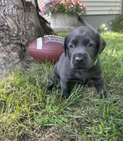 Mr Green, a male Labrador Retriever for sale in Sheldon, IA – 2 of 5