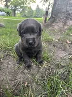 Miss Pink , a female Labrador Retriever for sale in Sheldon, IA – 2 of 3
