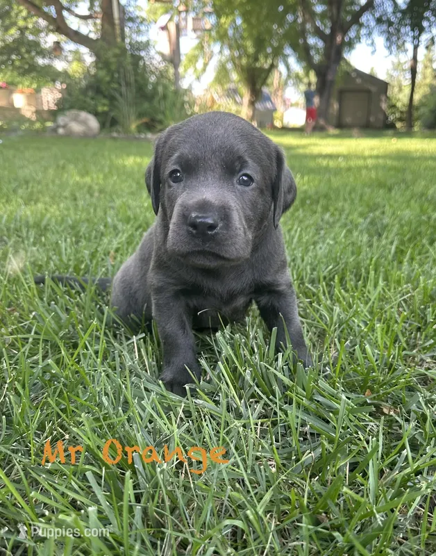 Mr Orange  – Labrador Retriever puppy for sale in Sheldon, IA