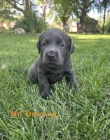 Mr Orange , a male Labrador Retriever for sale in Sheldon, IA – 1 of 2