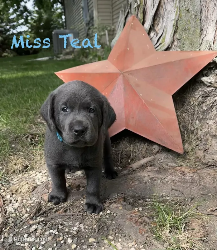 Miss Teal – Labrador Retriever puppy for sale in Sheldon, IA