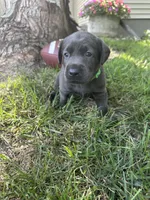 Mr Green, a male Labrador Retriever for sale in Sheldon, IA – 3 of 5