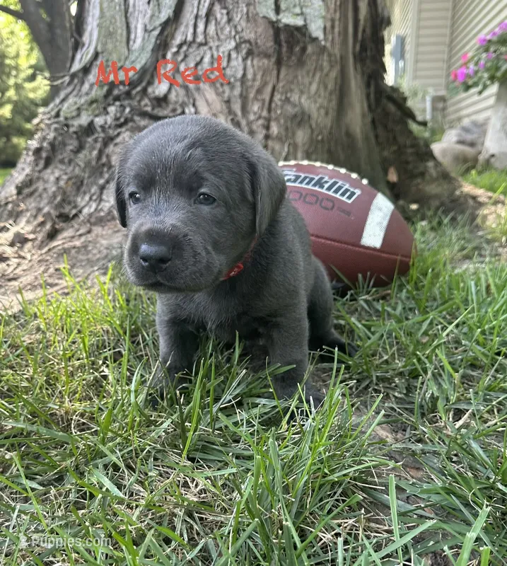 Mr Red – Labrador Retriever puppy for sale in Sheldon, IA